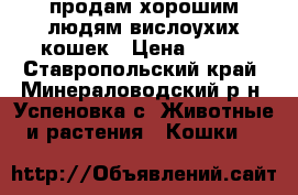 продам хорошим людям вислоухих кошек › Цена ­ 500 - Ставропольский край, Минераловодский р-н, Успеновка с. Животные и растения » Кошки   